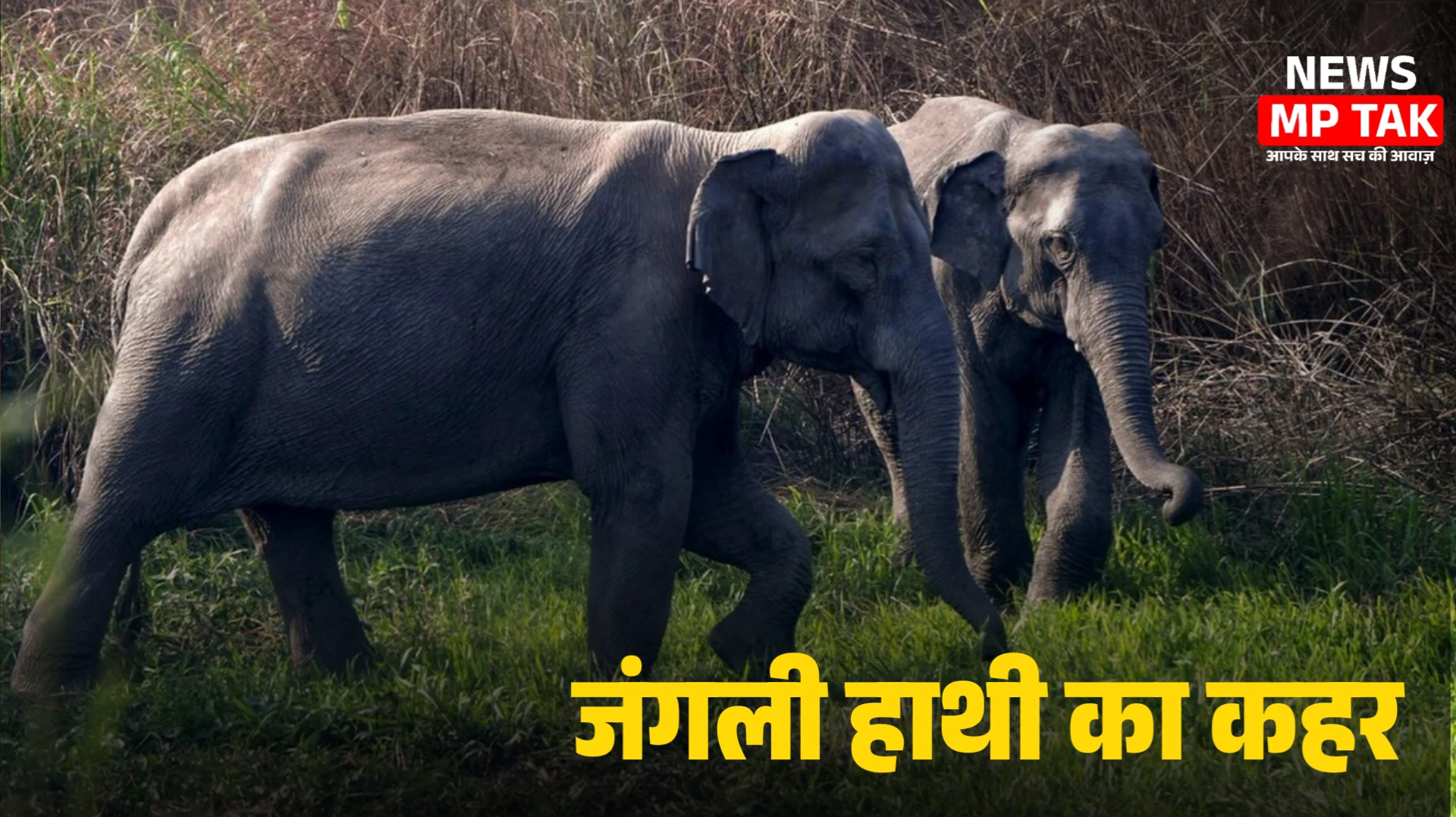 शहडोल में जंगली हाथी का कहर तेंदूपत्ता तोड़ने गए ग्रामीण को कुचला हुई मौत - SHAHDOL ELEPHANT TERROR