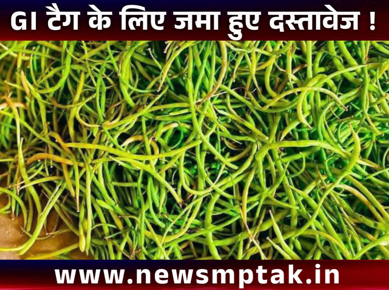 सांगरी को मिला GI टैग – मरुस्थल की शान को वैश्विक पहचान!