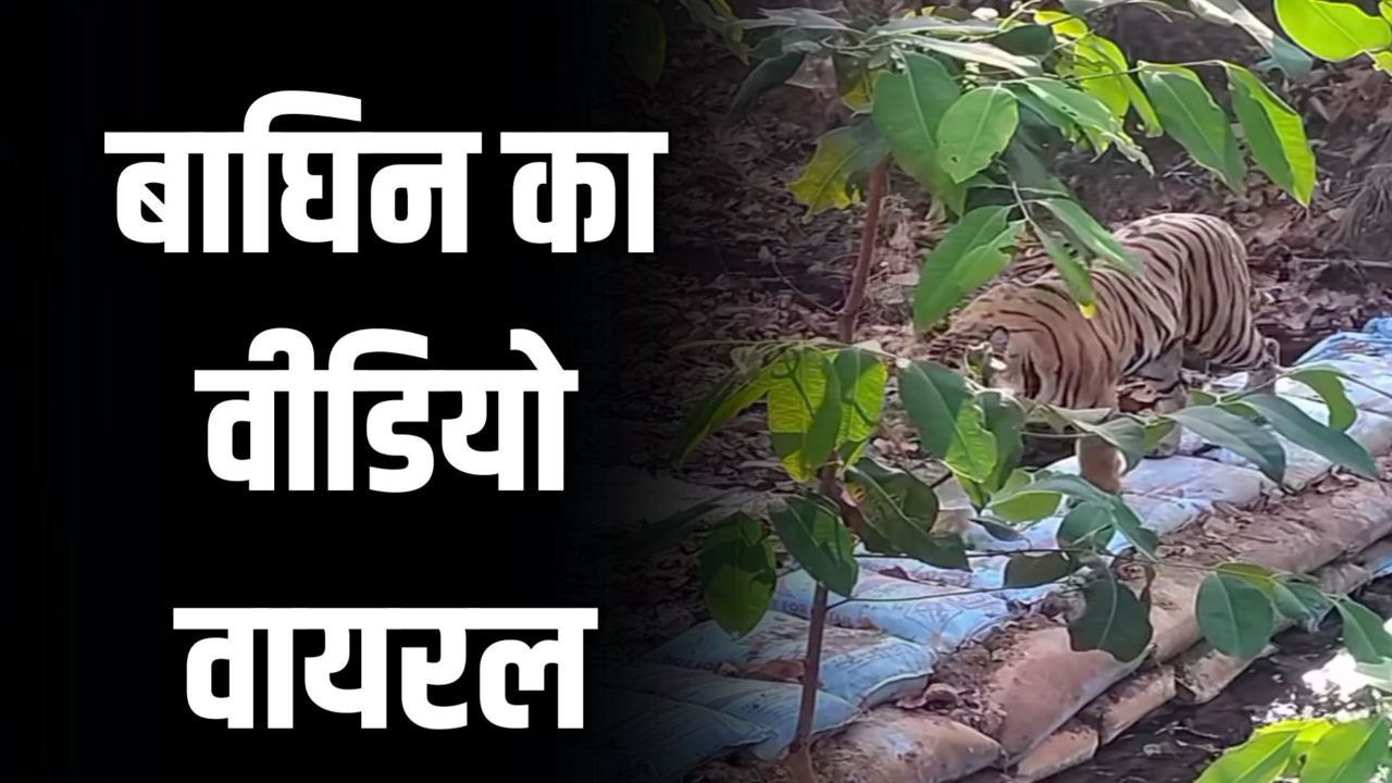 उमरिया न्यूज़: उमरिया जिले में बोरी बंधान का निरीक्षण करती नजर आई बाघिन देखिए वीडियो