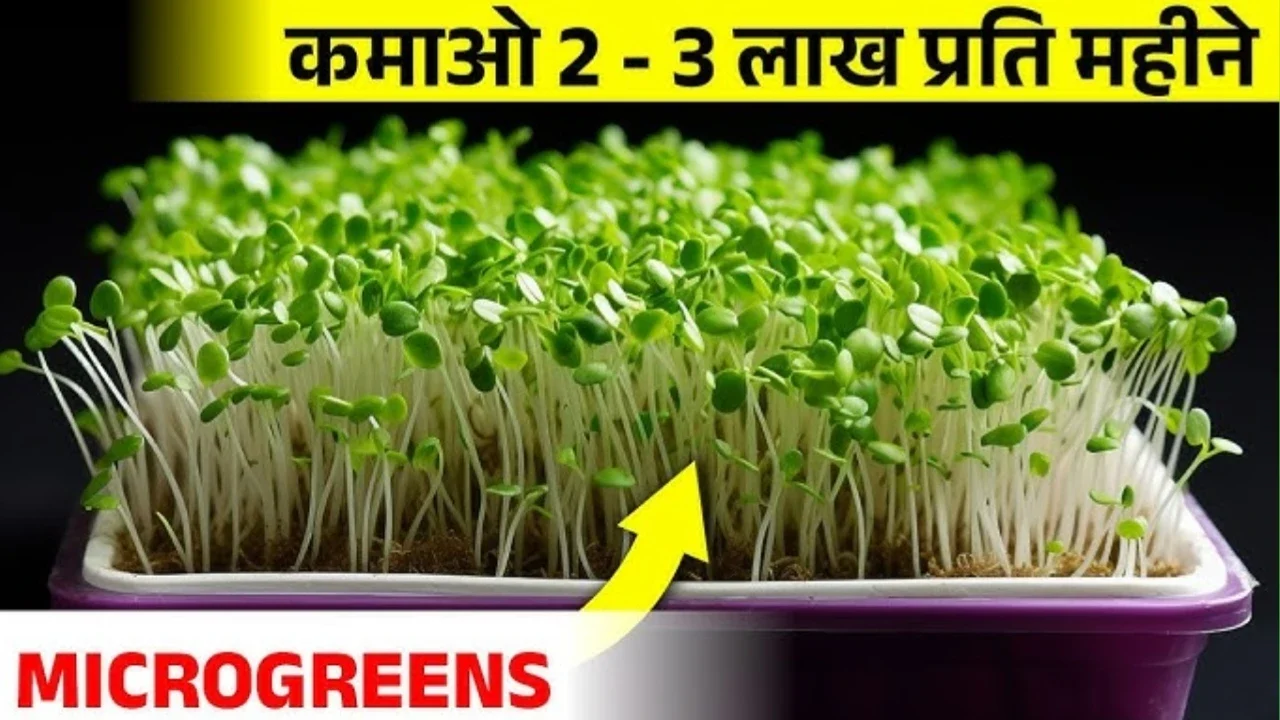 Microgreen Farming: घर की छत से हर महीने कमाएं ₹20,000 तक