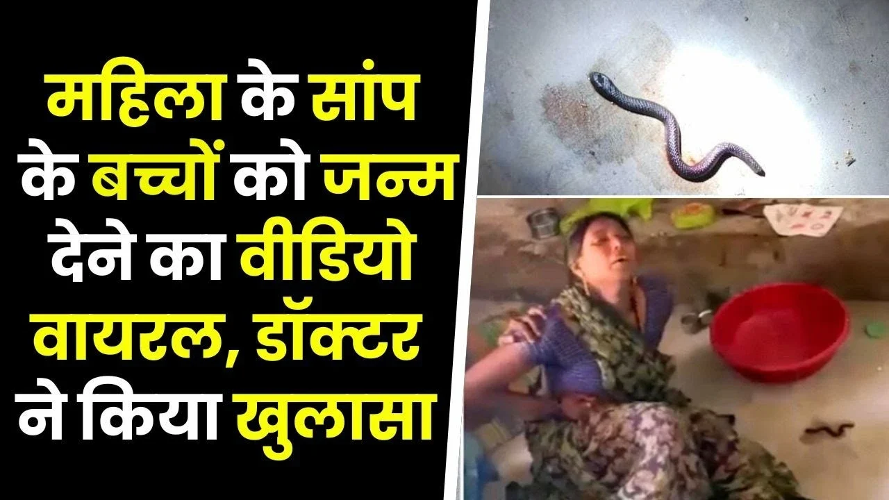 MP News: छतरपुर में अजीबो-गरीब घटना से मचा हड़कंप महिला ने दिए सांप के बच्चे जन्म डॉक्टरों ने बताई सच्चाई