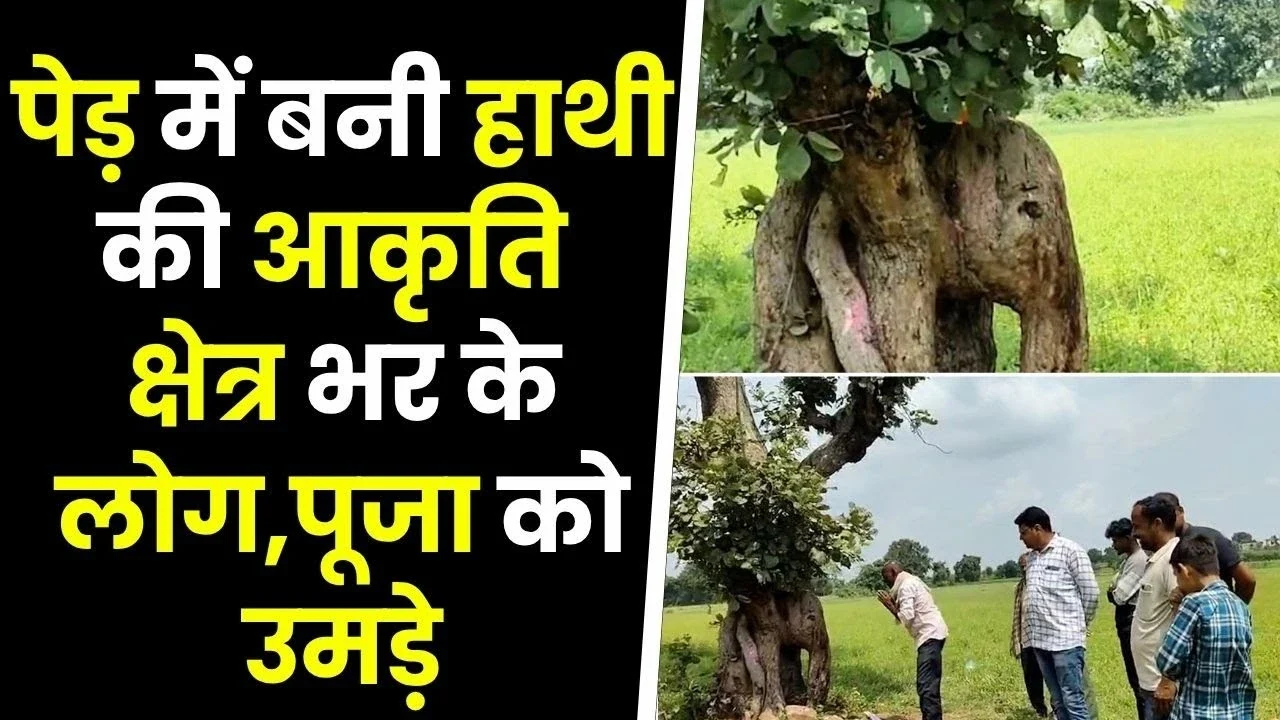 MP News: छतरपुर में 101 साल पुराने पेड़ पर उभरी गणेश जी की आकृति हजारों भक्तों की उमड़ी भीड़